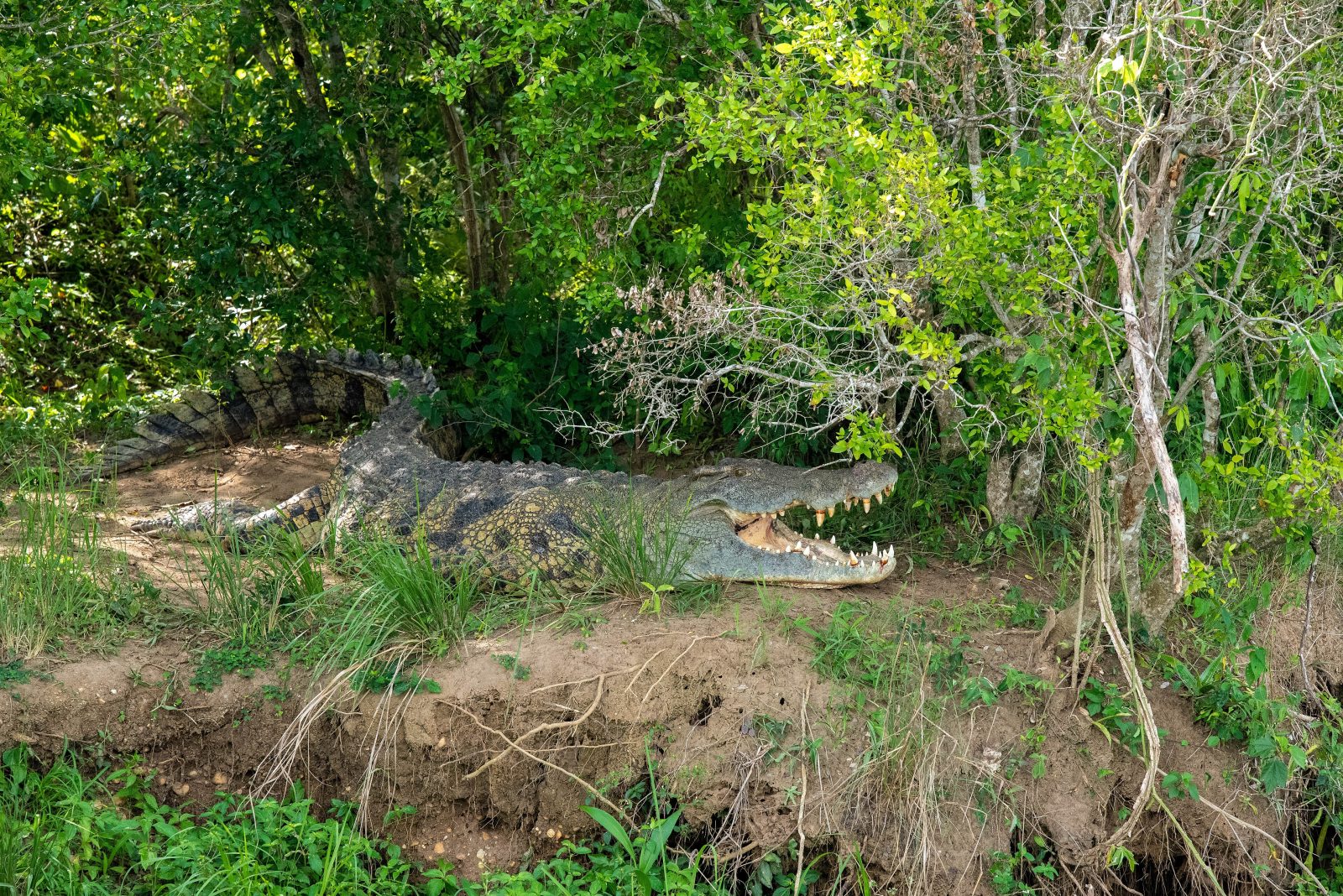 Crocoparc